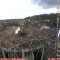 14_15-nest.jpg