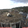 14_30-nest.jpg