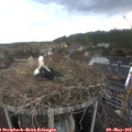 14_35-nest.jpg