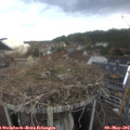 14_40-nest.jpg