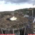 14_50-nest.jpg