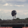 14_55-mast.jpg
