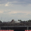 15_00-mast.jpg