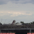 15_05-mast.jpg