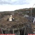 15_10-nest.jpg