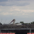 15_20-mast.jpg