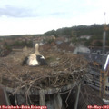 15_20-nest.jpg