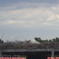 15_30-mast.jpg