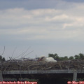 15_35-mast.jpg