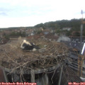 15_35-nest.jpg