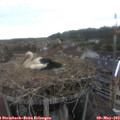15_40-nest.jpg
