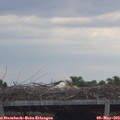 15_45-mast.jpg