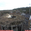 15_45-nest.jpg