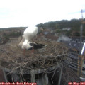 15_50-nest.jpg