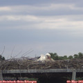 15_55-mast.jpg