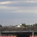 16_00-mast.jpg