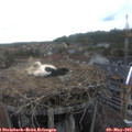 16_00-nest.jpg