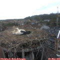 16_05-nest.jpg