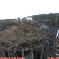 16_30-nest.jpg