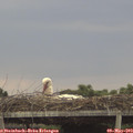 16_45-mast.jpg