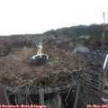 16_50-nest.jpg