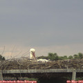 17_00-mast.jpg