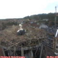 17_00-nest.jpg