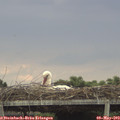 17_05-mast.jpg