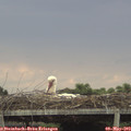 17_10-mast.jpg