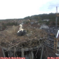 17_10-nest.jpg