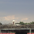 17_15-mast.jpg