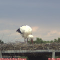 17_20-mast.jpg