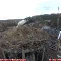 17_20-nest.jpg