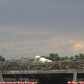 17_25-mast.jpg