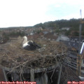 17_25-nest.jpg