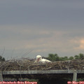17_30-mast.jpg