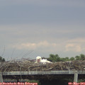 17_35-mast.jpg