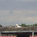 17_45-mast.jpg