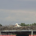 17_50-mast.jpg