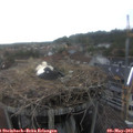 17_50-nest.jpg