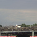 17_55-mast.jpg