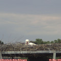 18_00-mast.jpg