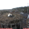 18_05-nest.jpg