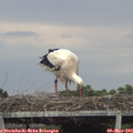 18_10-mast.jpg