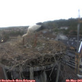 18_10-nest.jpg
