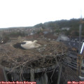 18_15-nest.jpg