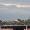 18_20-mast.jpg