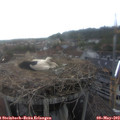 18_20-nest.jpg