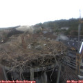 18_25-nest.jpg