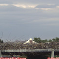 18_30-mast.jpg